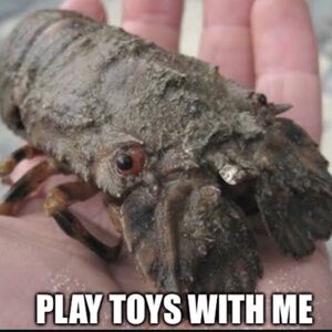 Meet your Posher, Bitsy